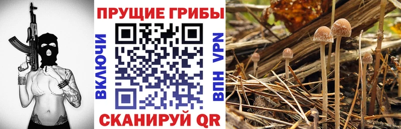 Псилоцибиновые грибы мухоморы  Пудож 